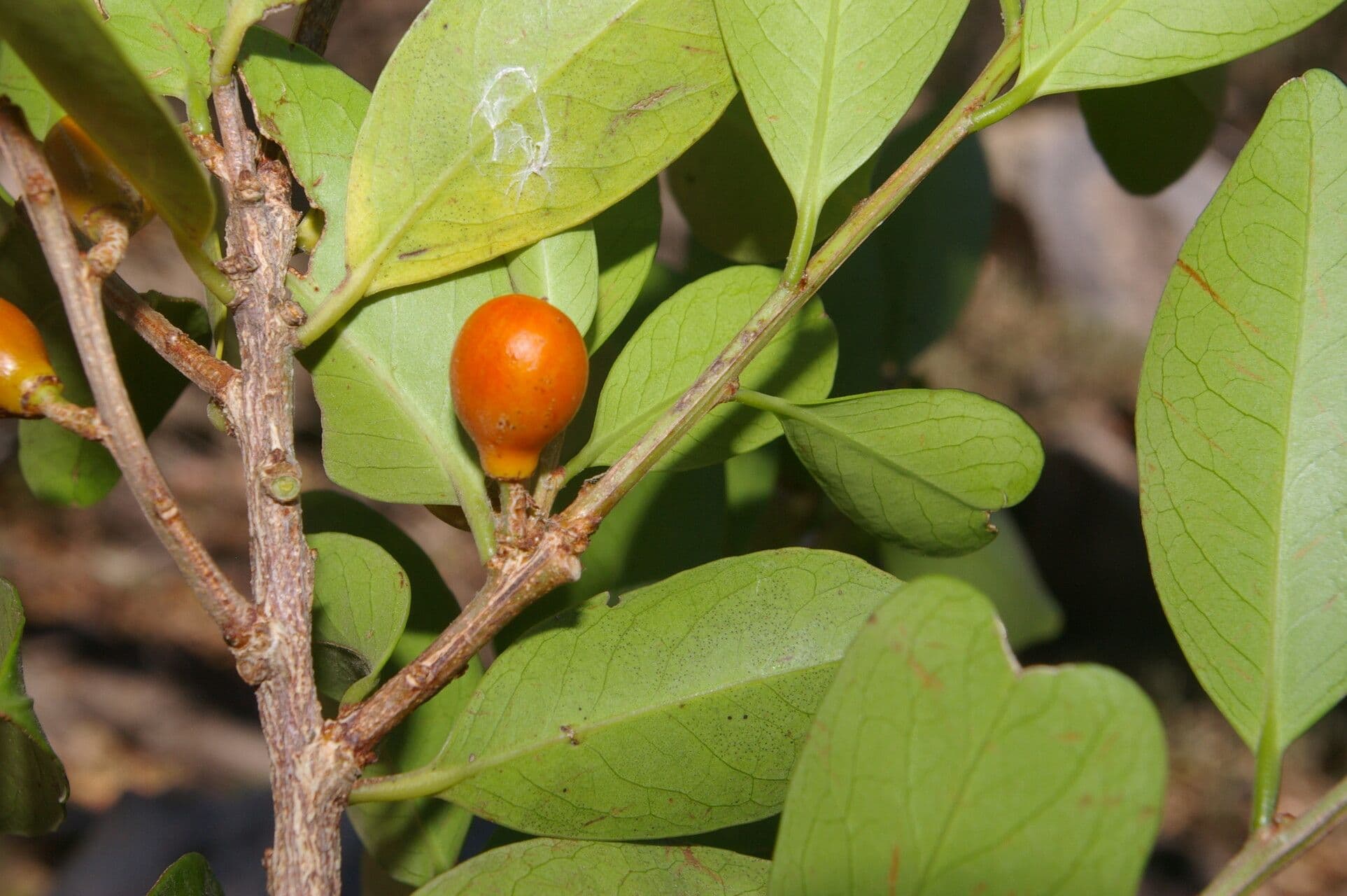 Maytenus