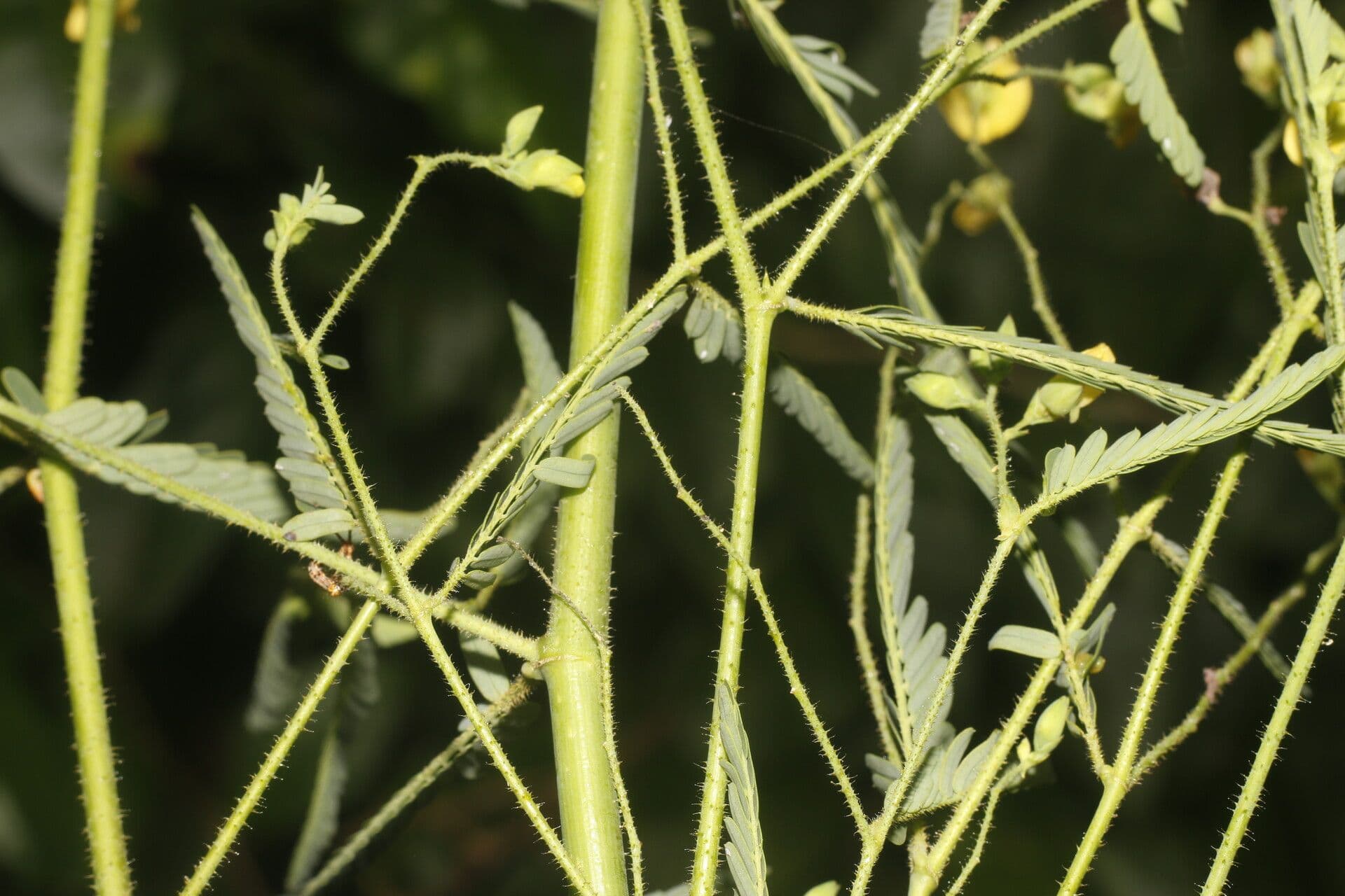 Aeschynomene sensitiva 15