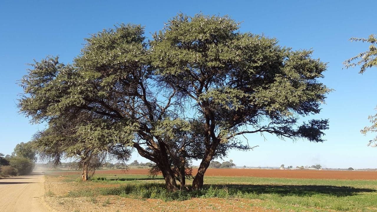 Acacia erioloba 14