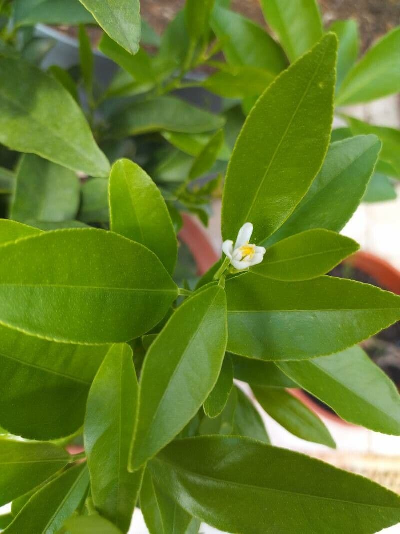 Kummerquats 8