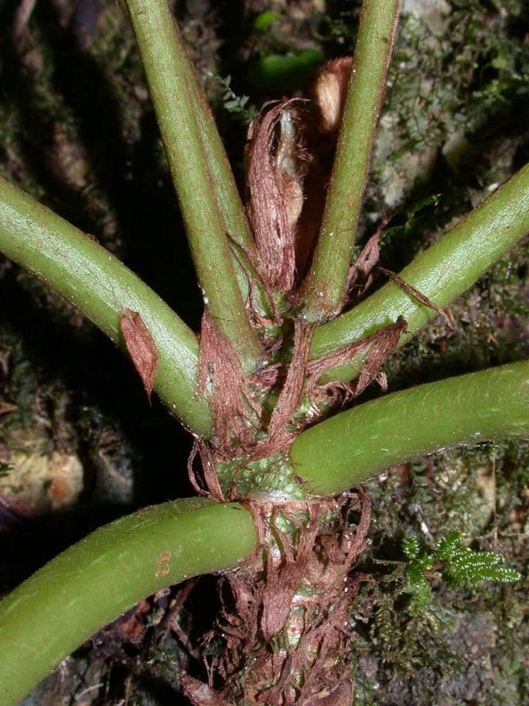 Begonia 18
