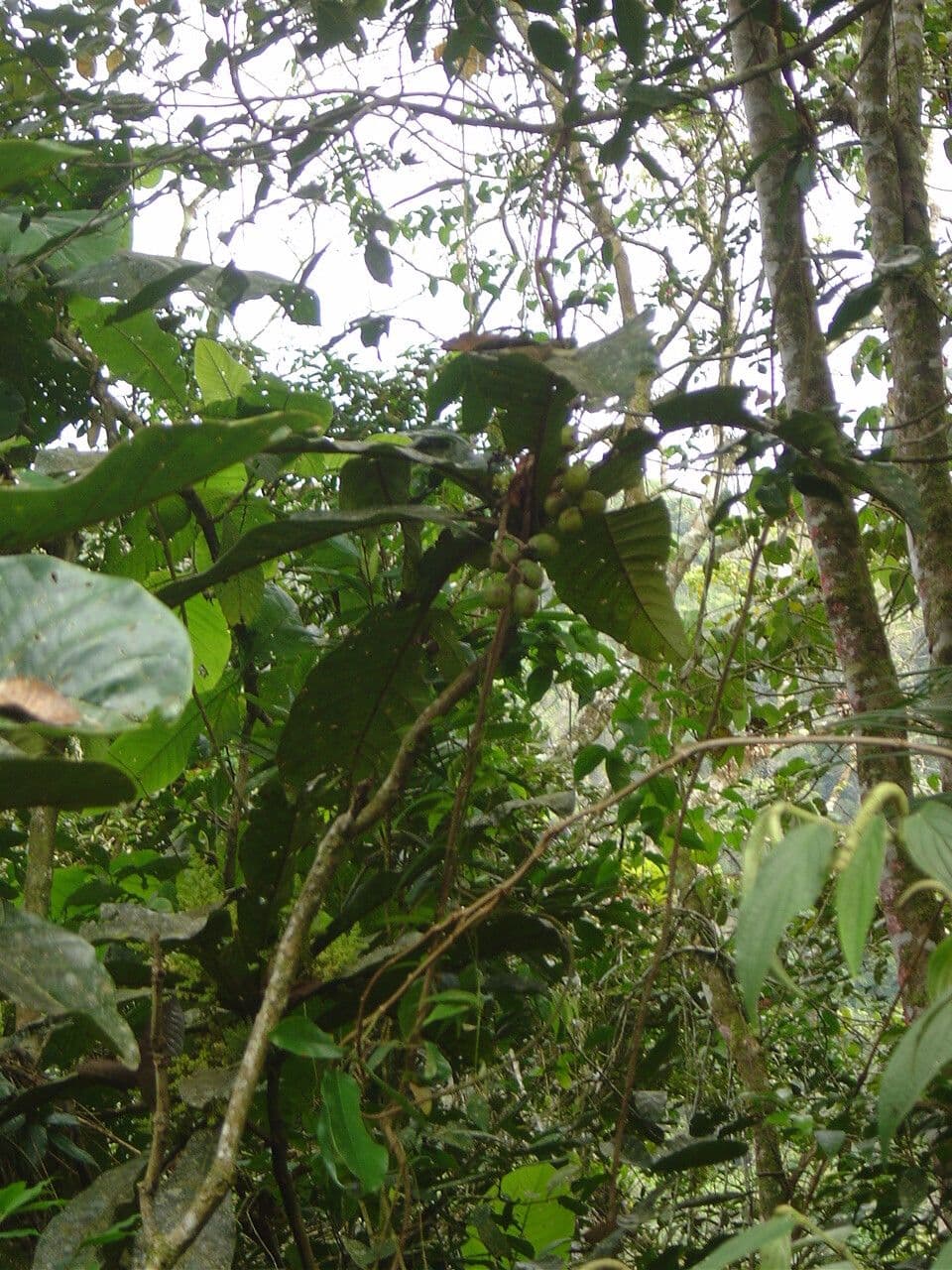 Meliosma 2