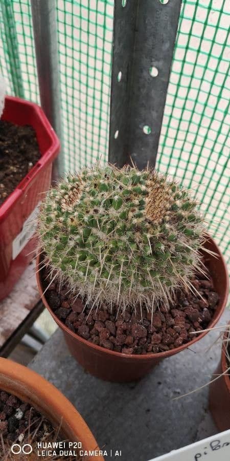Mammillaria 12