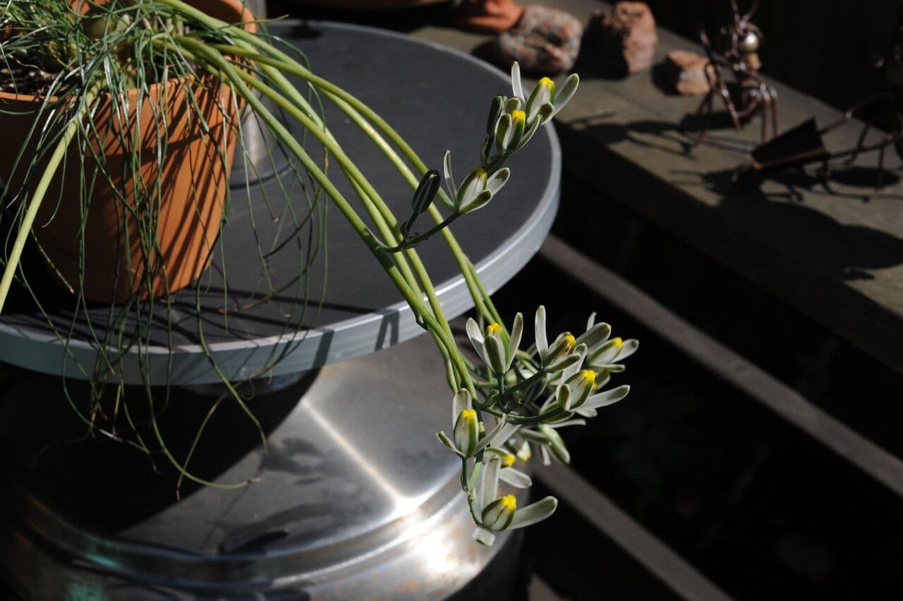 Albuca 4