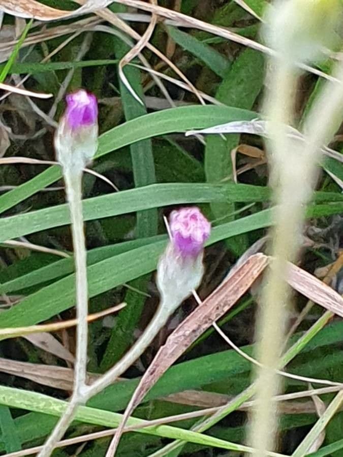 Gutenbergia Rueppella 3