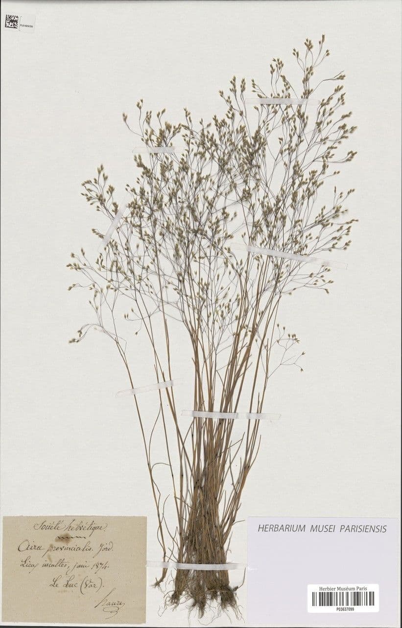 Aira provenzale 10