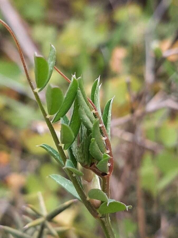 Ononis cristata 17
