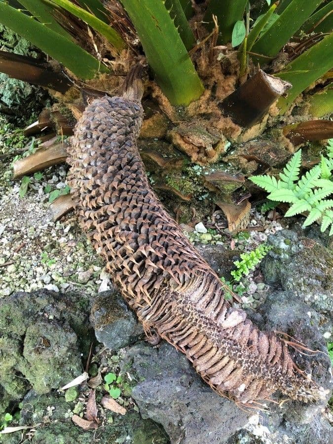 Moore-Zamia 9