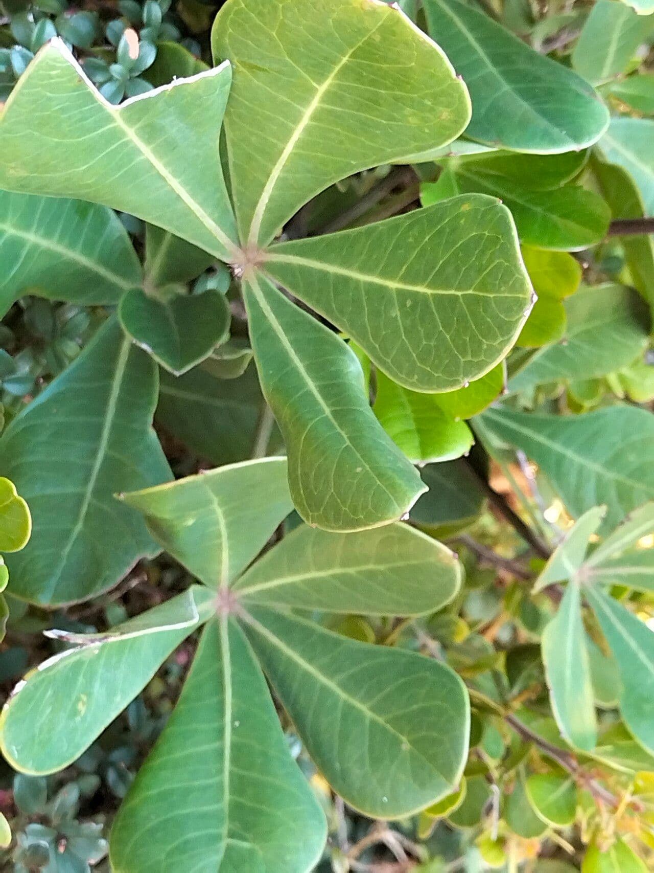 Cussonia 2