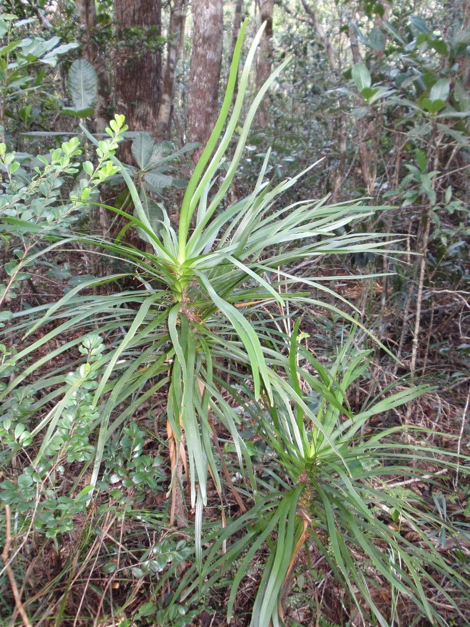 Lomandra insulare 18