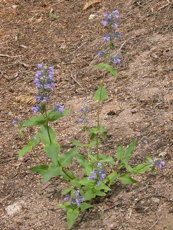 Penstemon anguineus 8