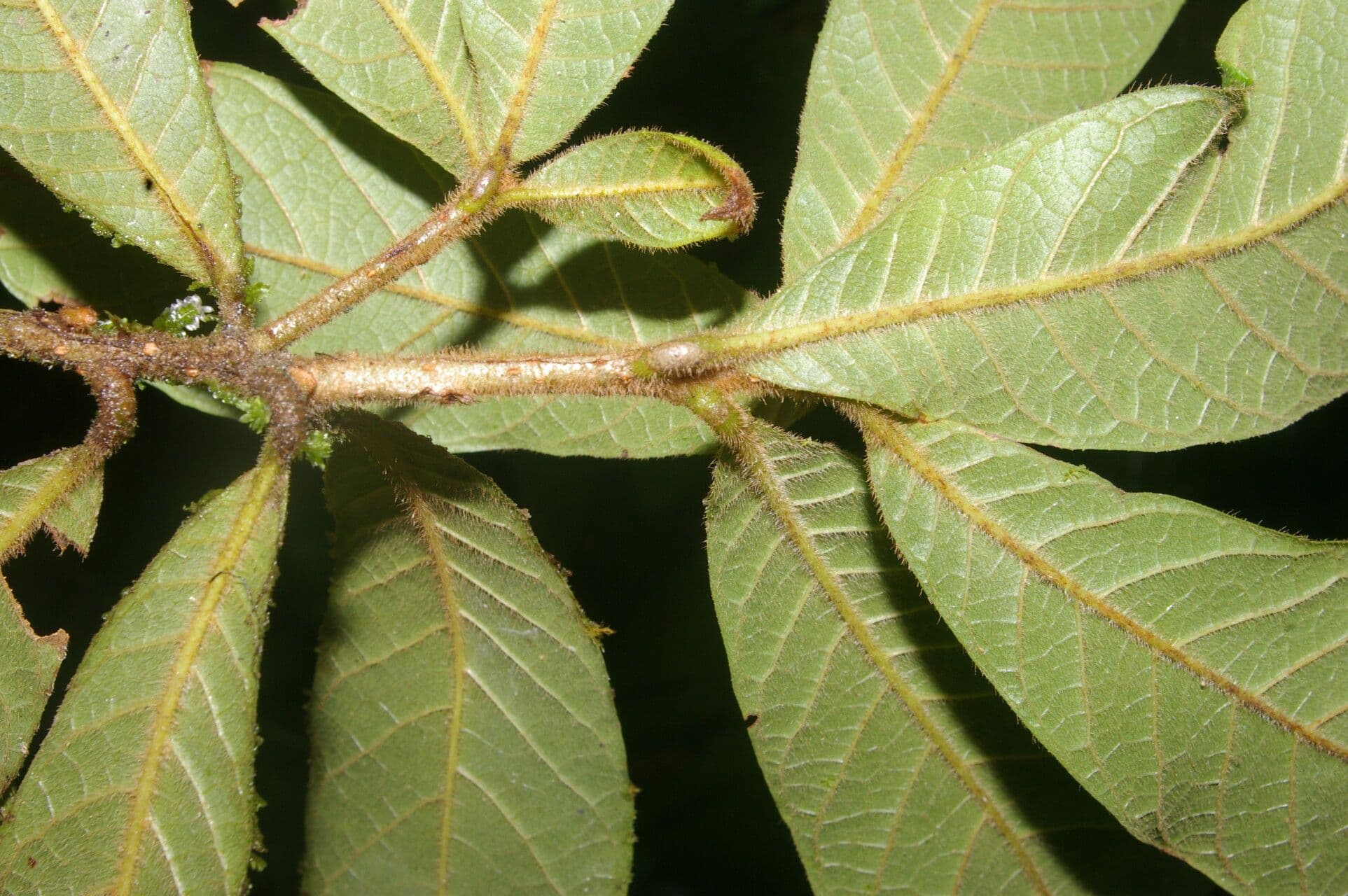 Meliosma 9