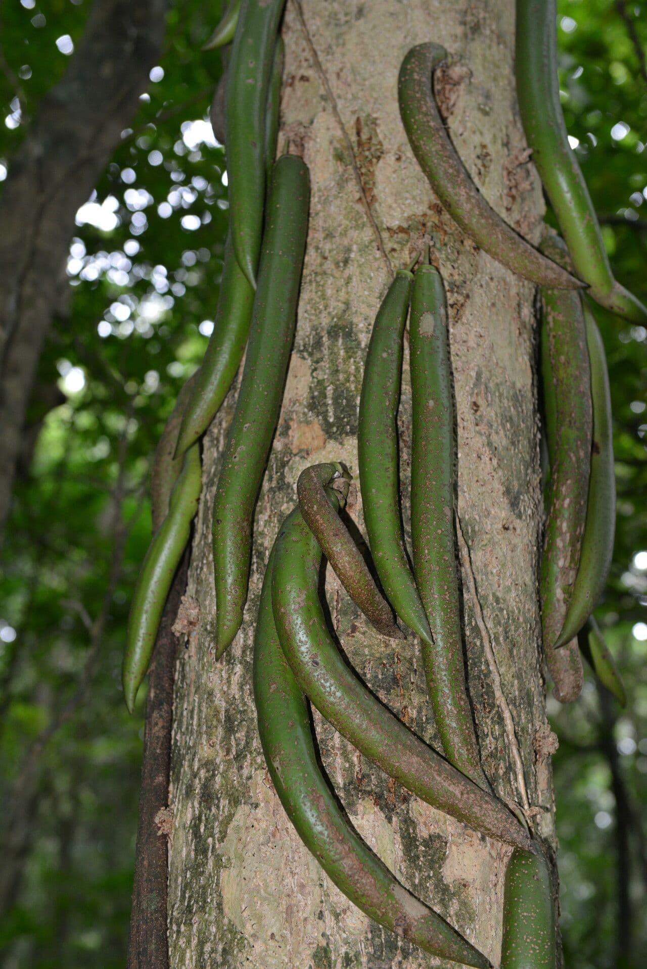 Parmentiera