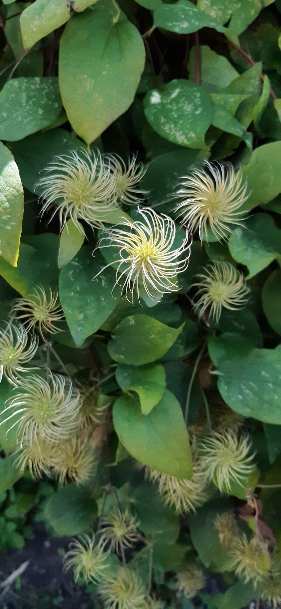 Einfache Clematis 3