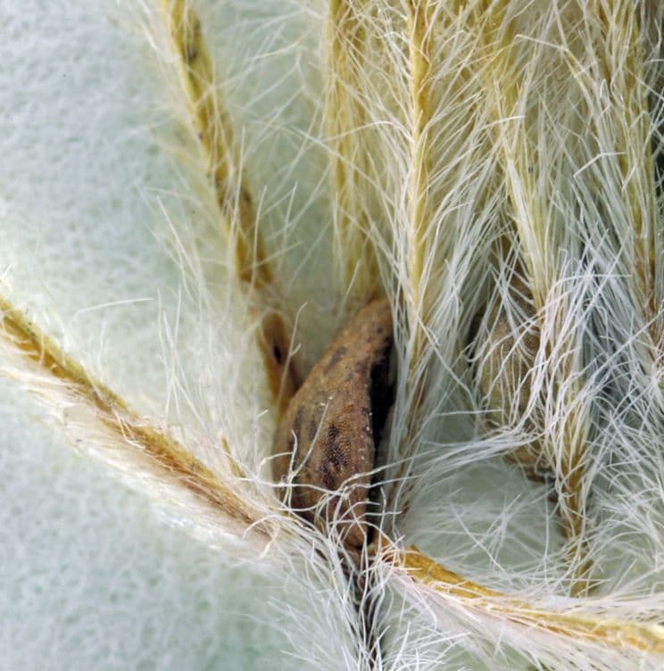 Cryptantha