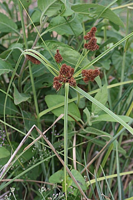 Zigolo ligulato 3