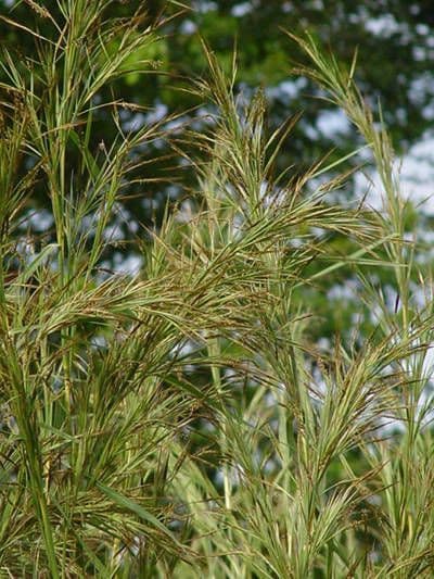 Hyparrhenia rufa 7