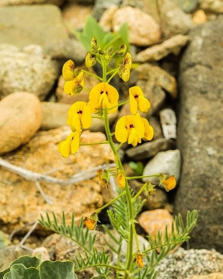 Adesmia esile