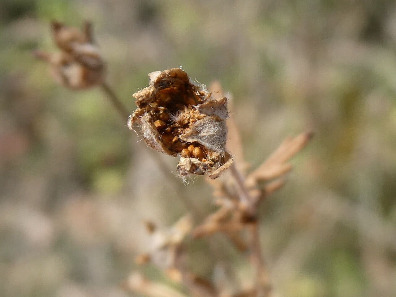 Cinquefoglie argentea 4