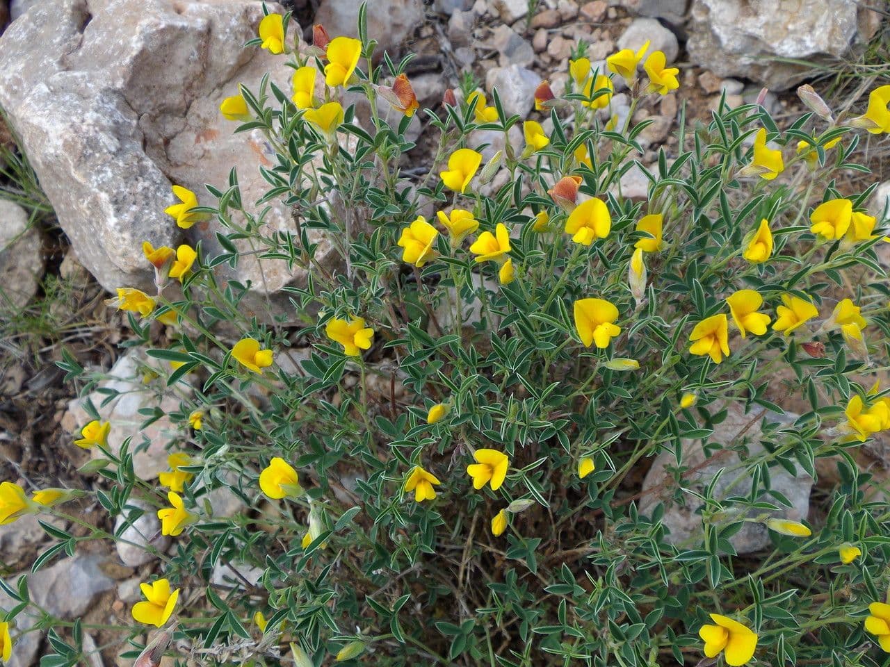 Citiso d'argento 15