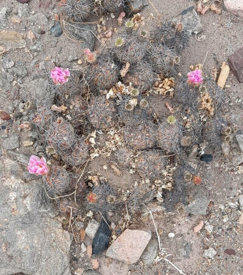 Tephrocactus 10