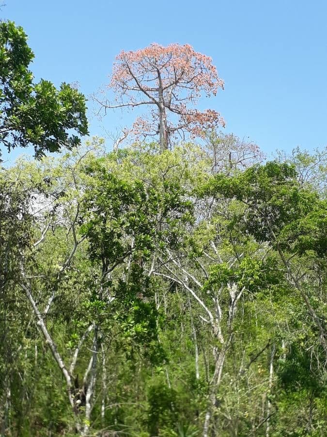 Cavanillesia platanifolia