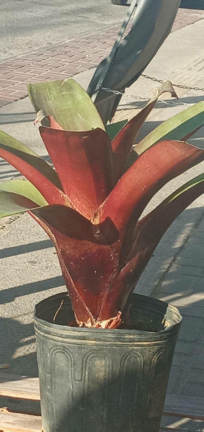 Vriesea eliconioide 9