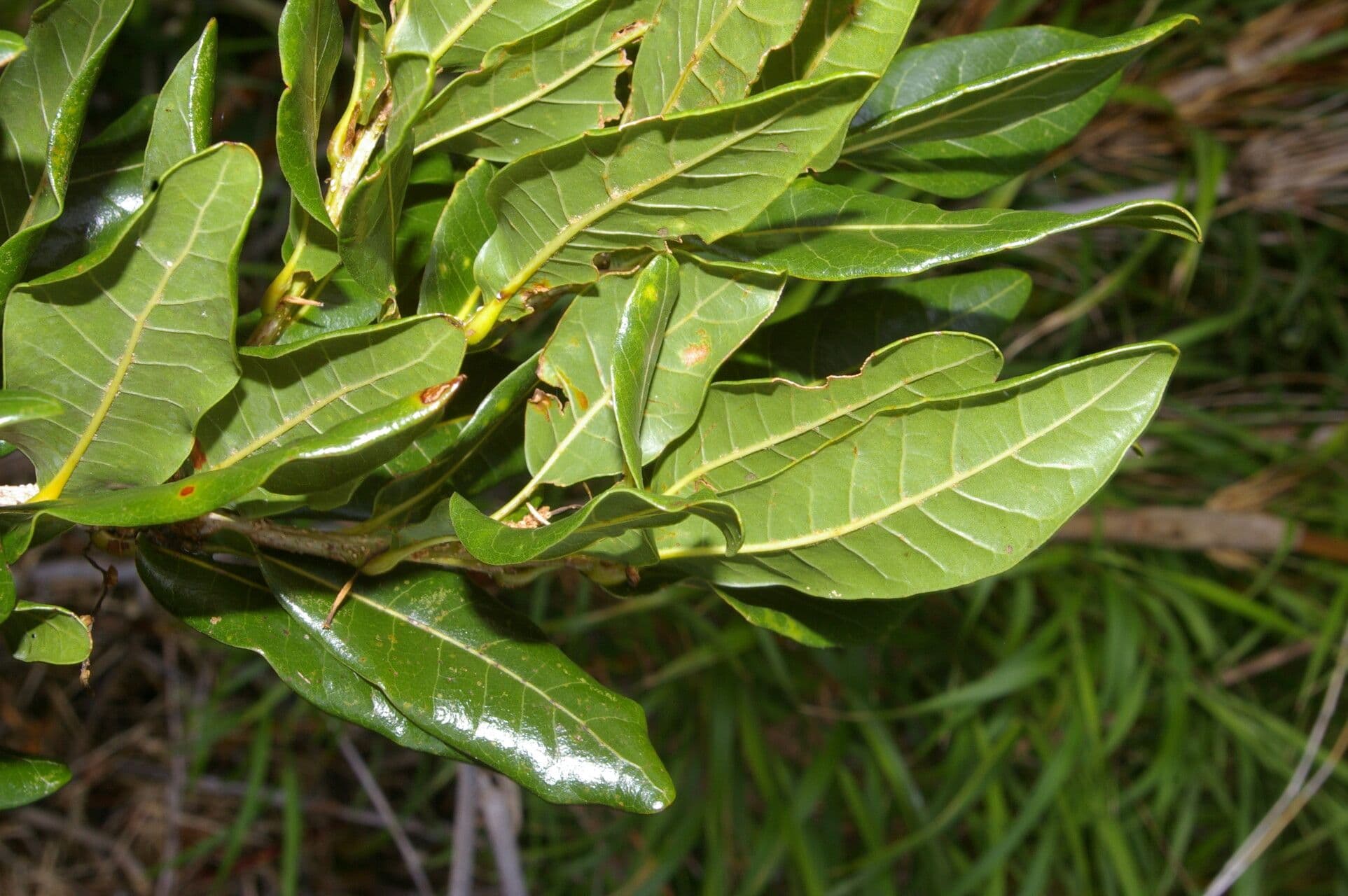 Quercia 3