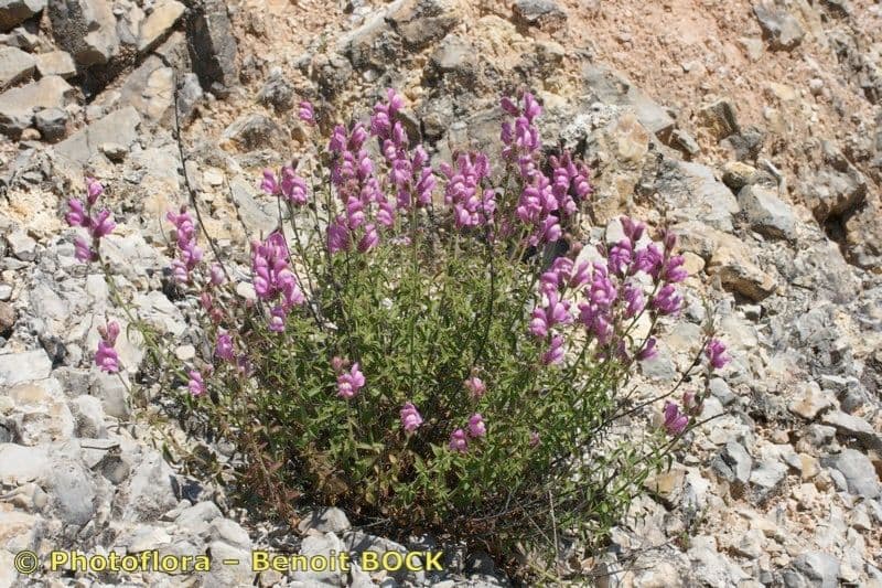 Gänsblume 8