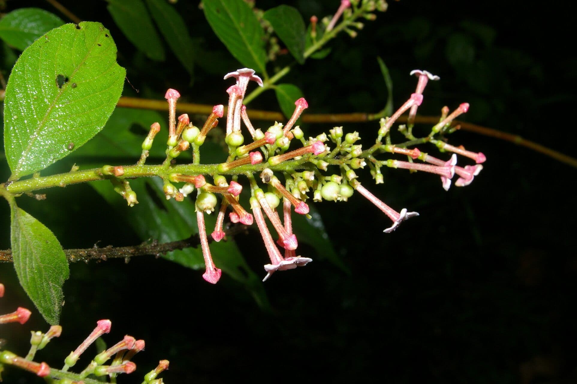 Gonzalagunia 5