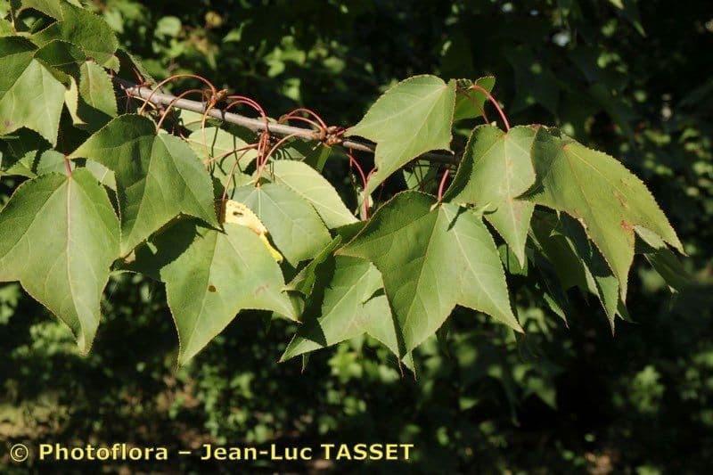 Formosa-Amberbaum 23