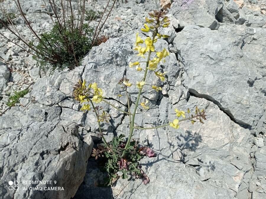 Bergkohl 8