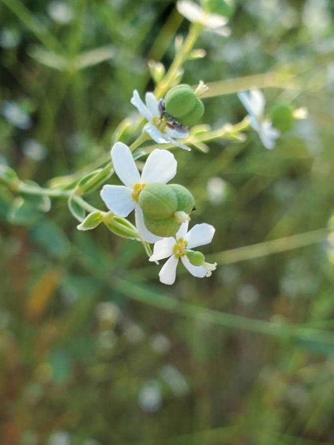 Euforbia corolla 4