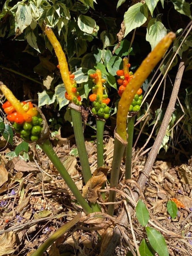 Aro 26