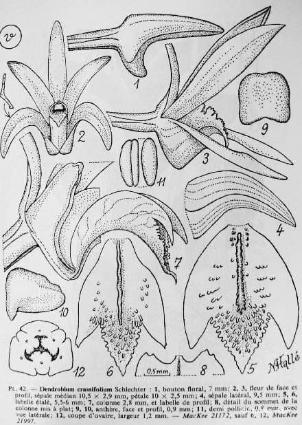 Dendrobium 13