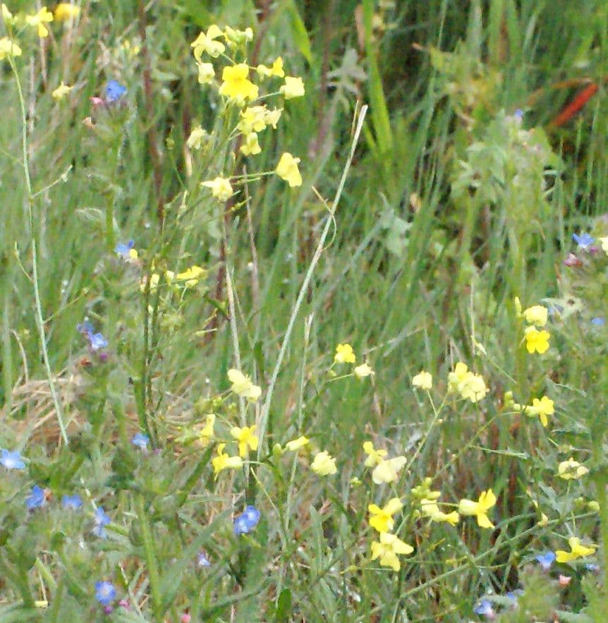 Bunias erucago 12