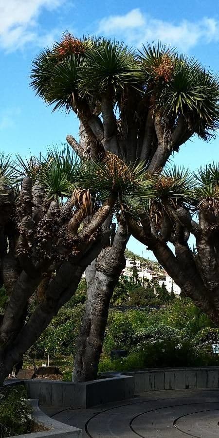 Dracaena 3