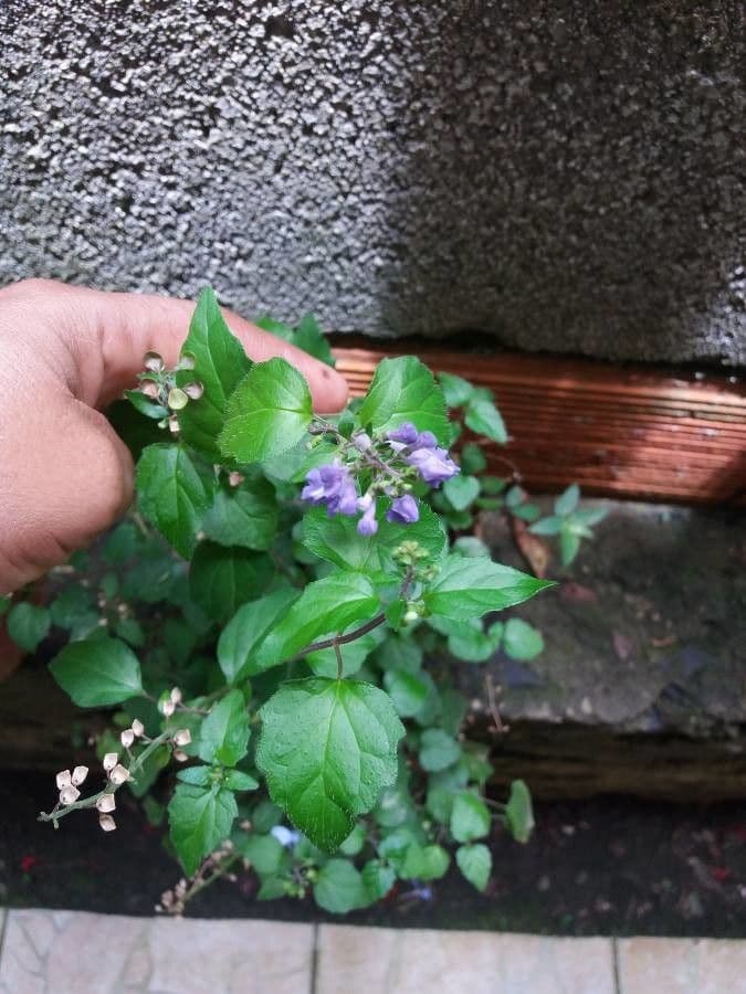 Scutellaria 20
