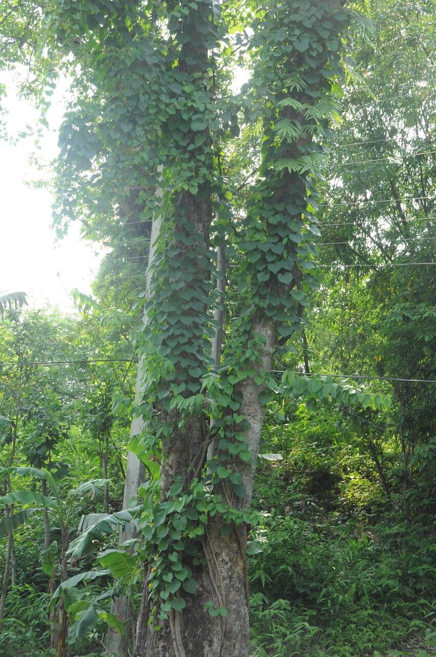 Cissus 3