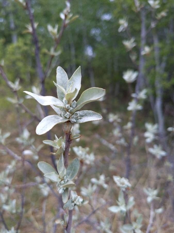 Hlošina stříbrná 17