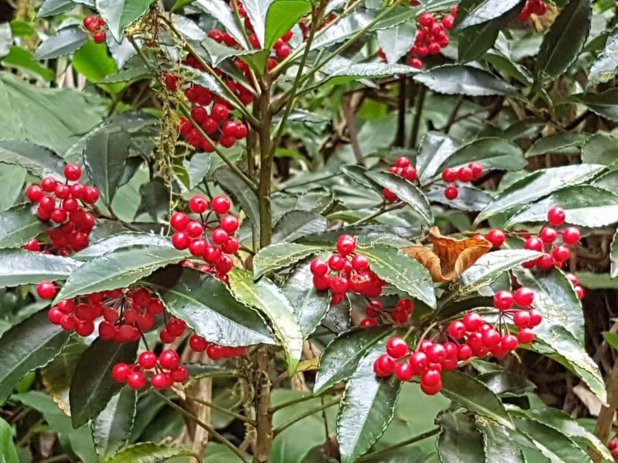 Ardisia crenata 14