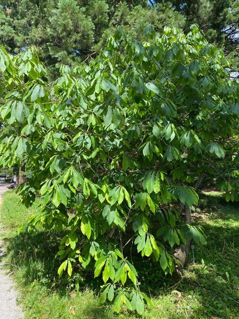 Asimina 14