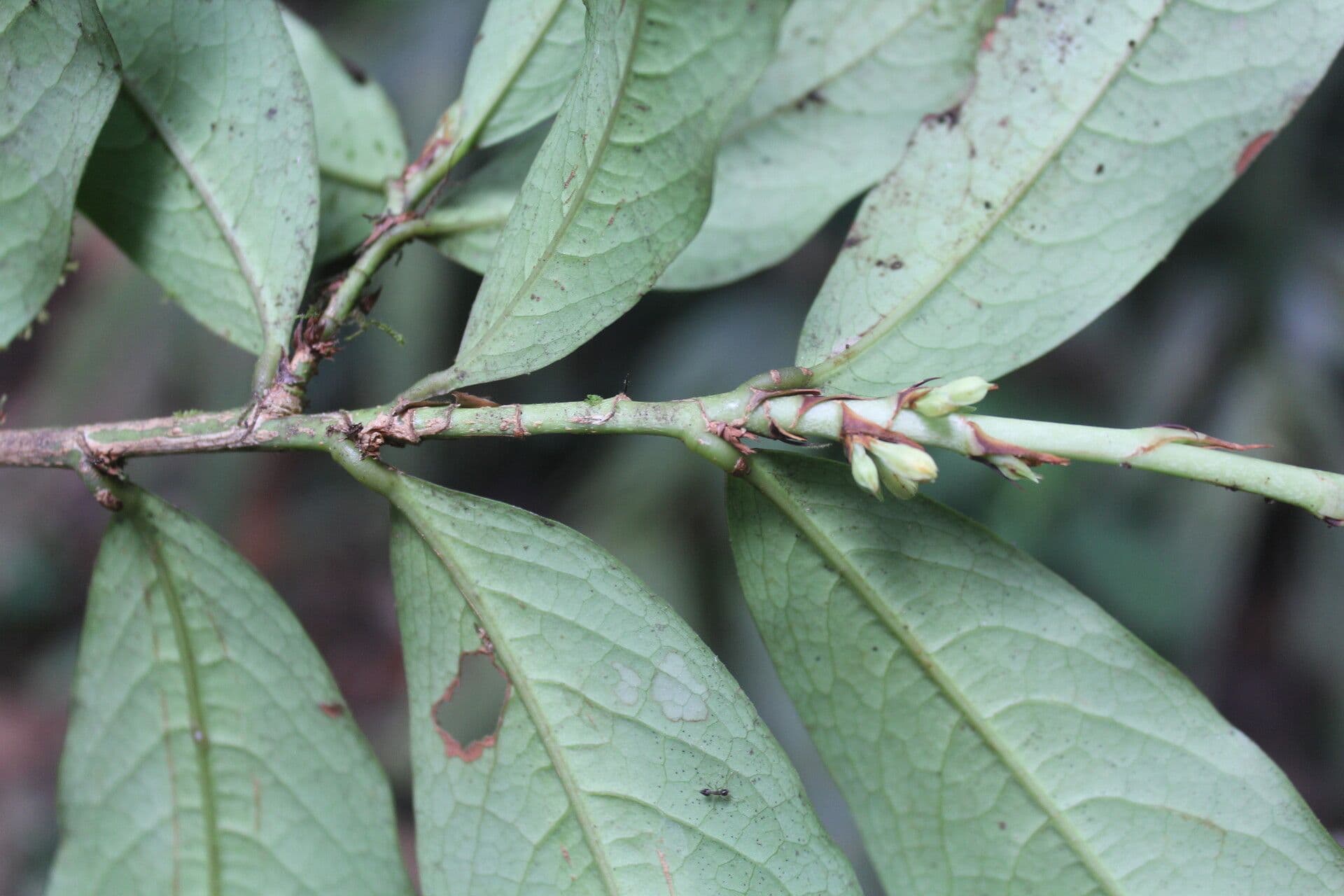 Erythroxylum 6