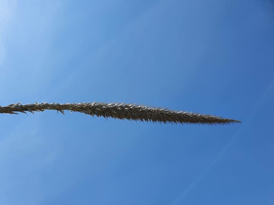 Mexikanischer Grasbaum 2