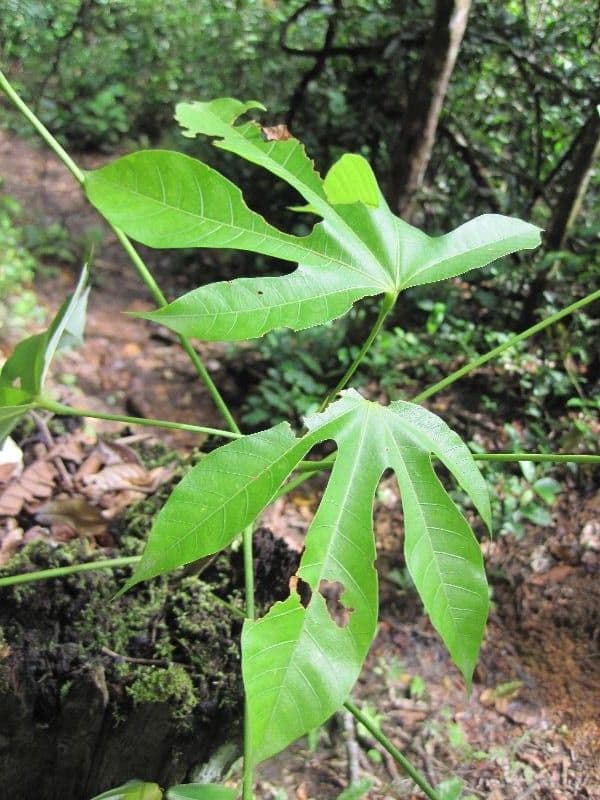 Sterculia 5