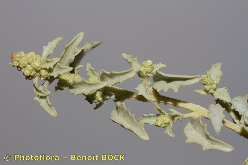 Atriplex suberecta 4