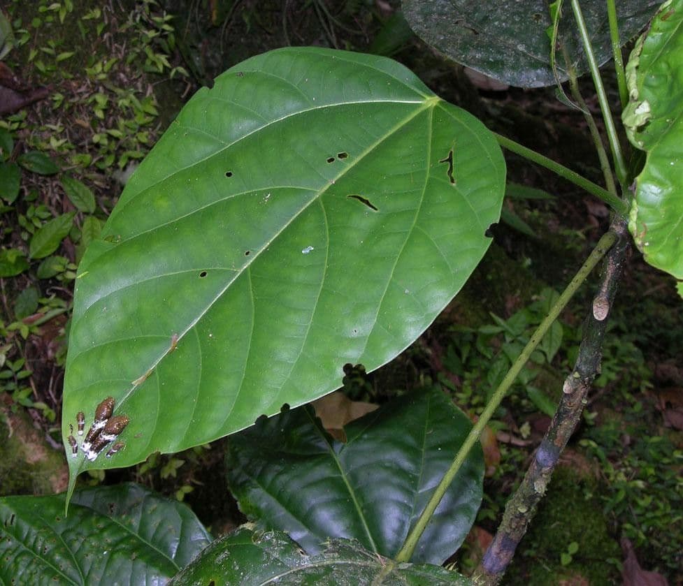 Hernandia 11