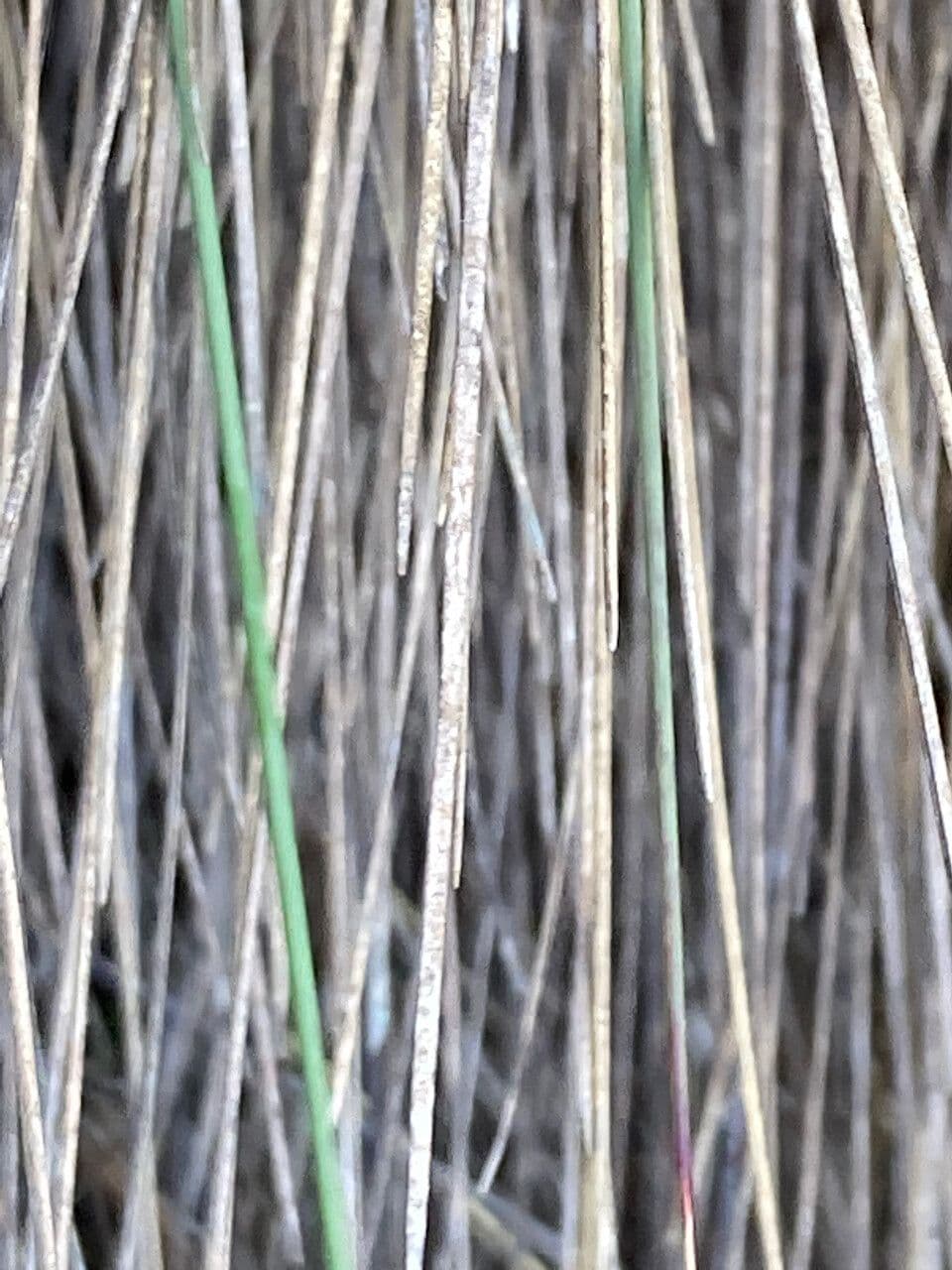 Calamagrostis 14