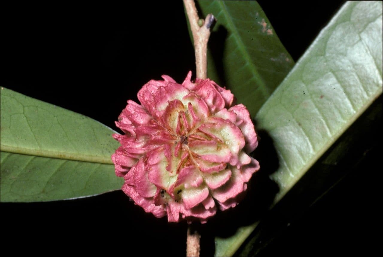 Neoptychocarpus 3