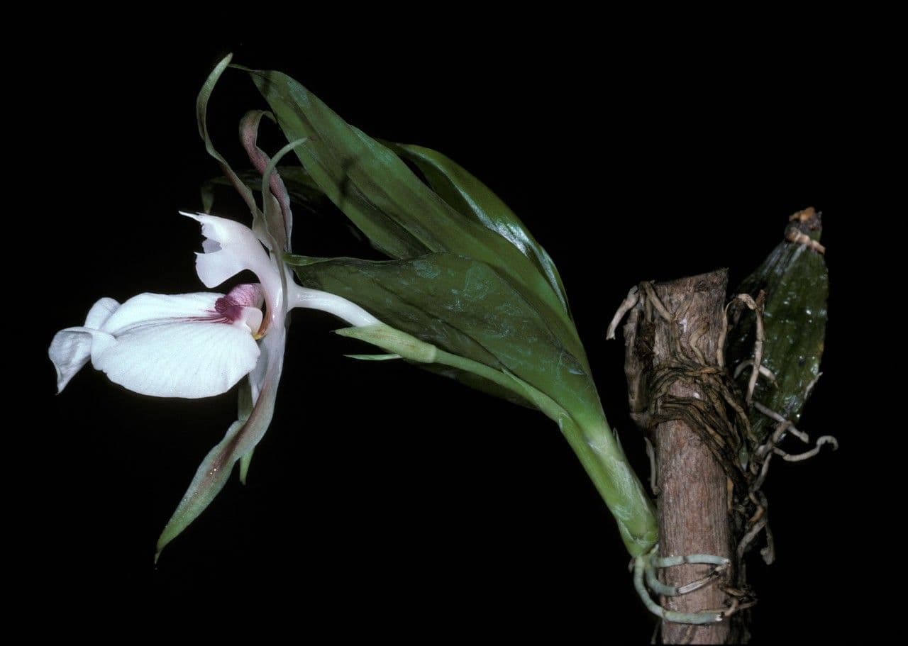 Zygosepalum 6